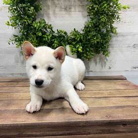 Shiba Inu