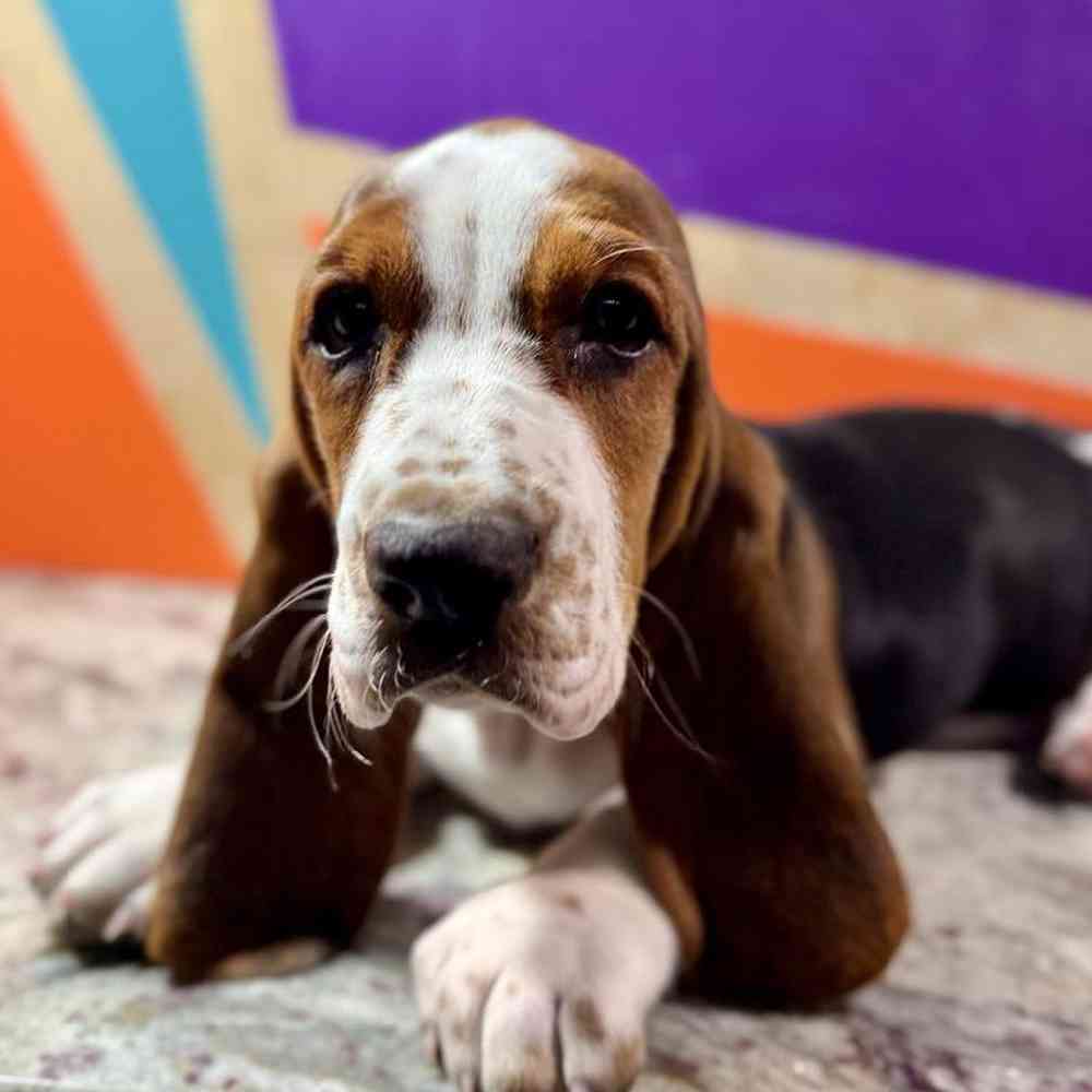 pet breed image