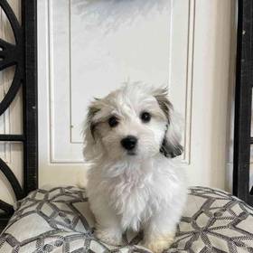Coton De Tulear