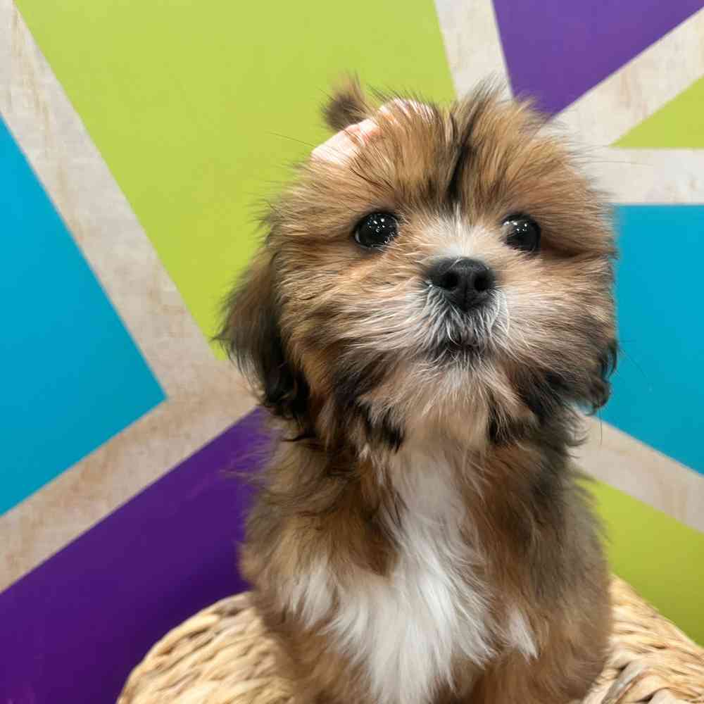 pet breed image