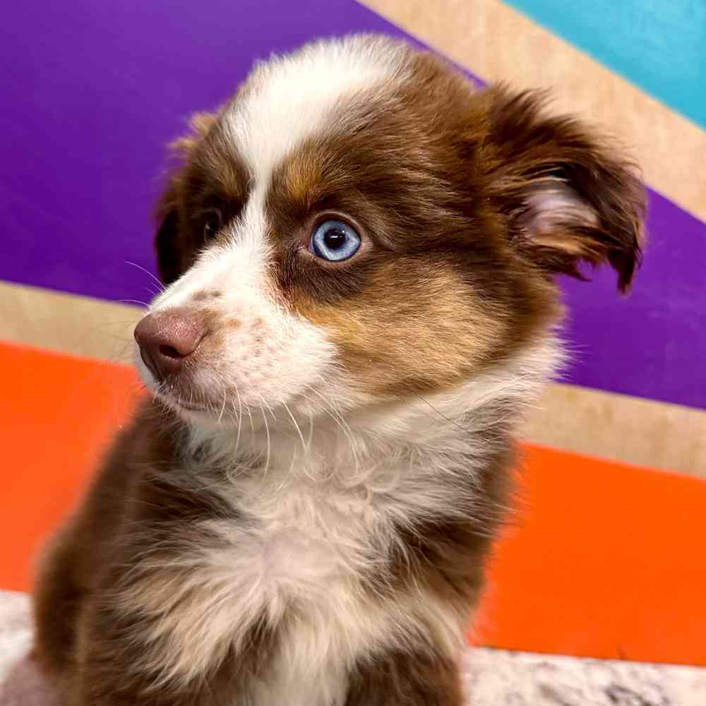 carousel pet images