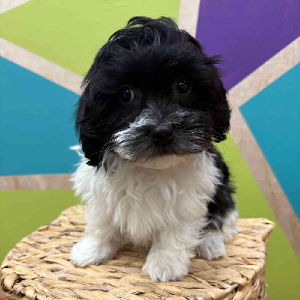 carousel pet images