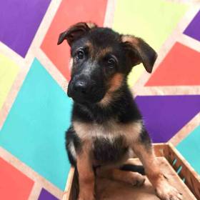 German Shepherd