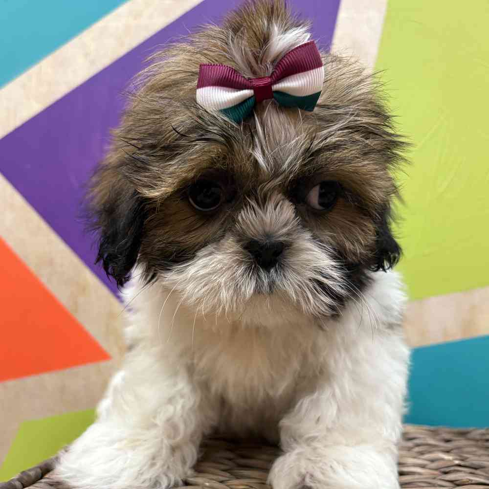 carousel pet images