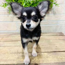 Chihuahua