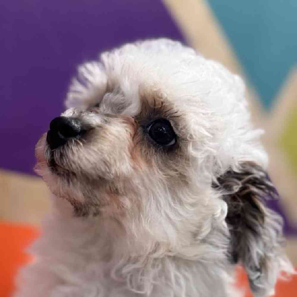 Image of a pet breed in the gallery