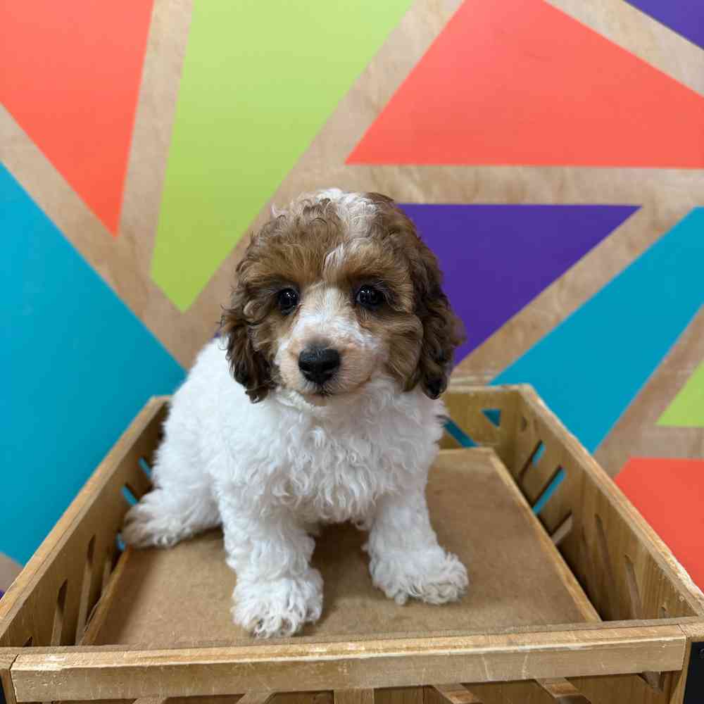 Image of a pet breed in the gallery