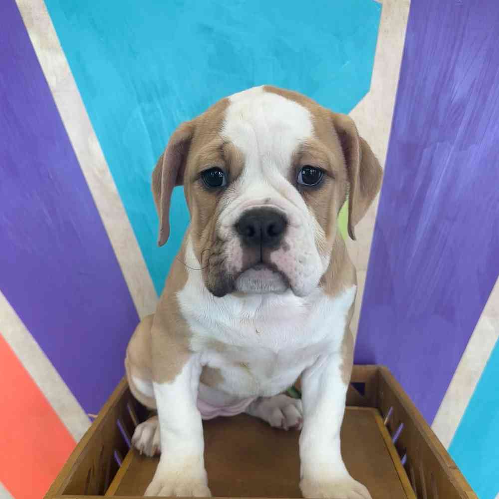 carousel pet images
