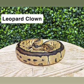 Ball Python