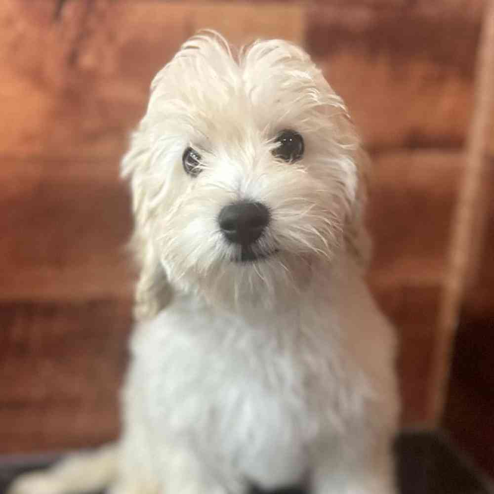 pet breed image