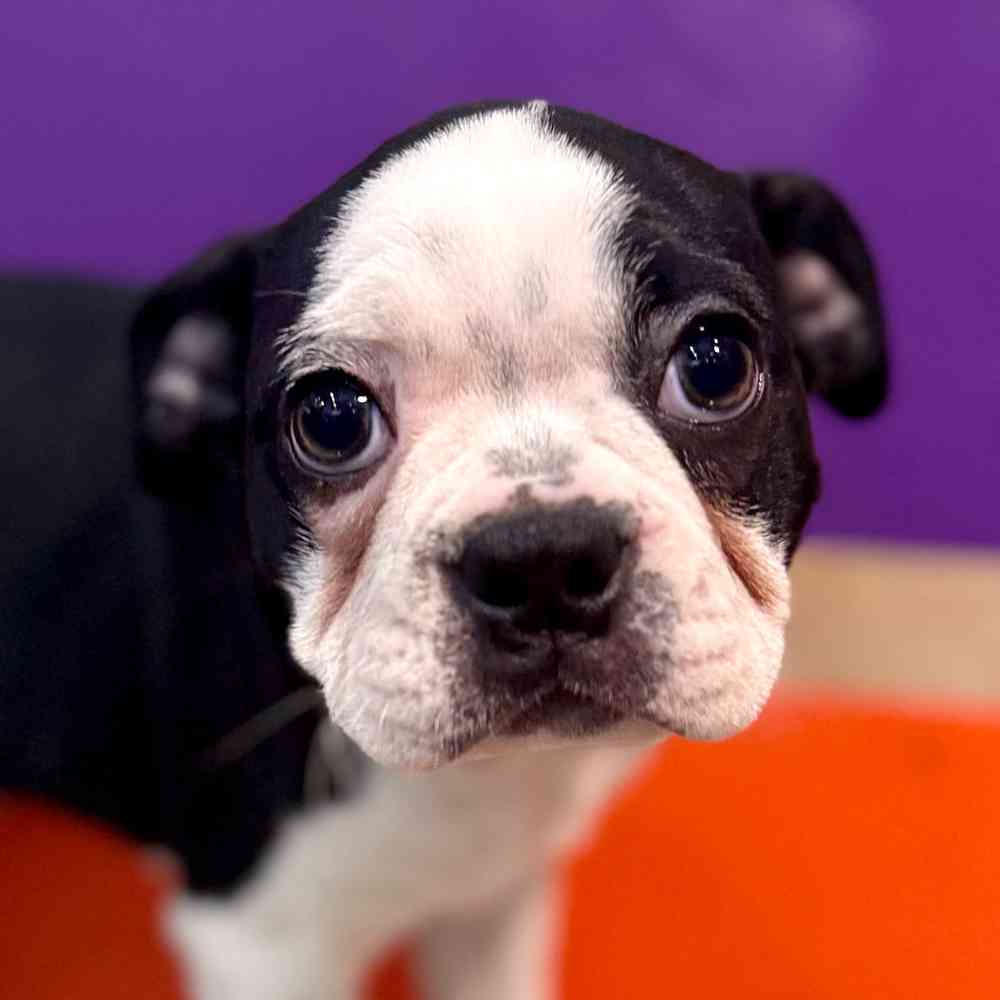 Image of a pet breed in the gallery