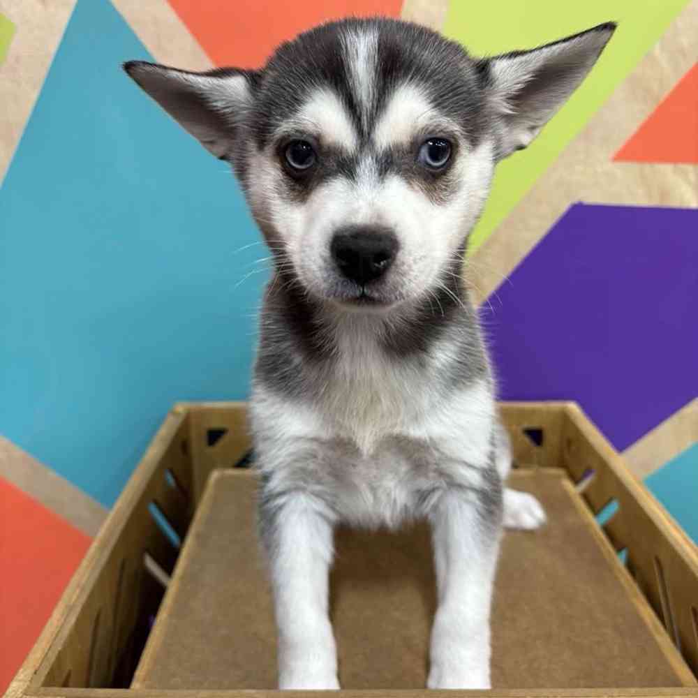carousel pet images