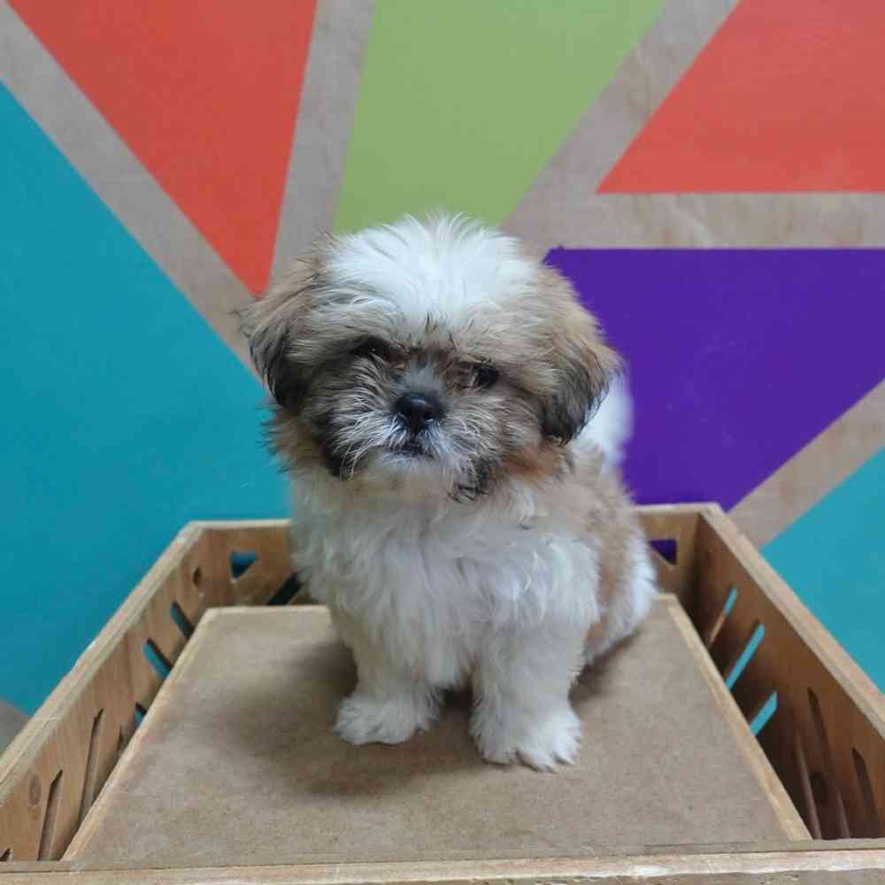 carousel pet images