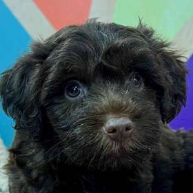 Schnoodle
