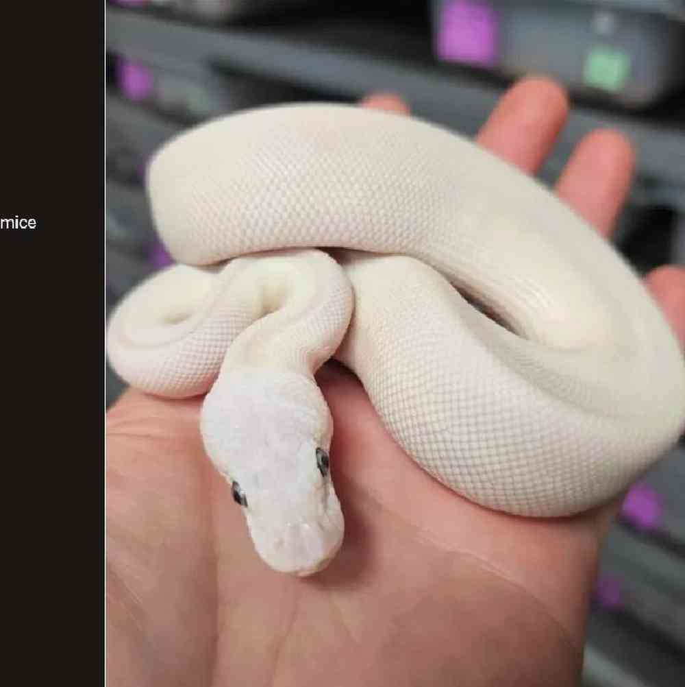 pet breed image