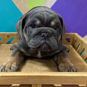 English Bulldog