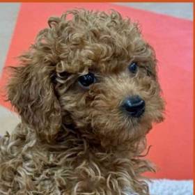 Mini Poodle