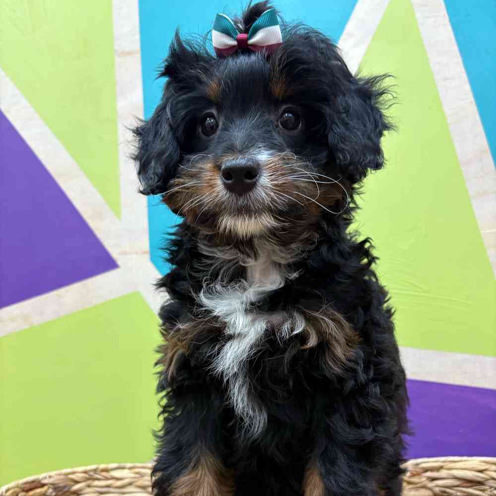 carousel pet images
