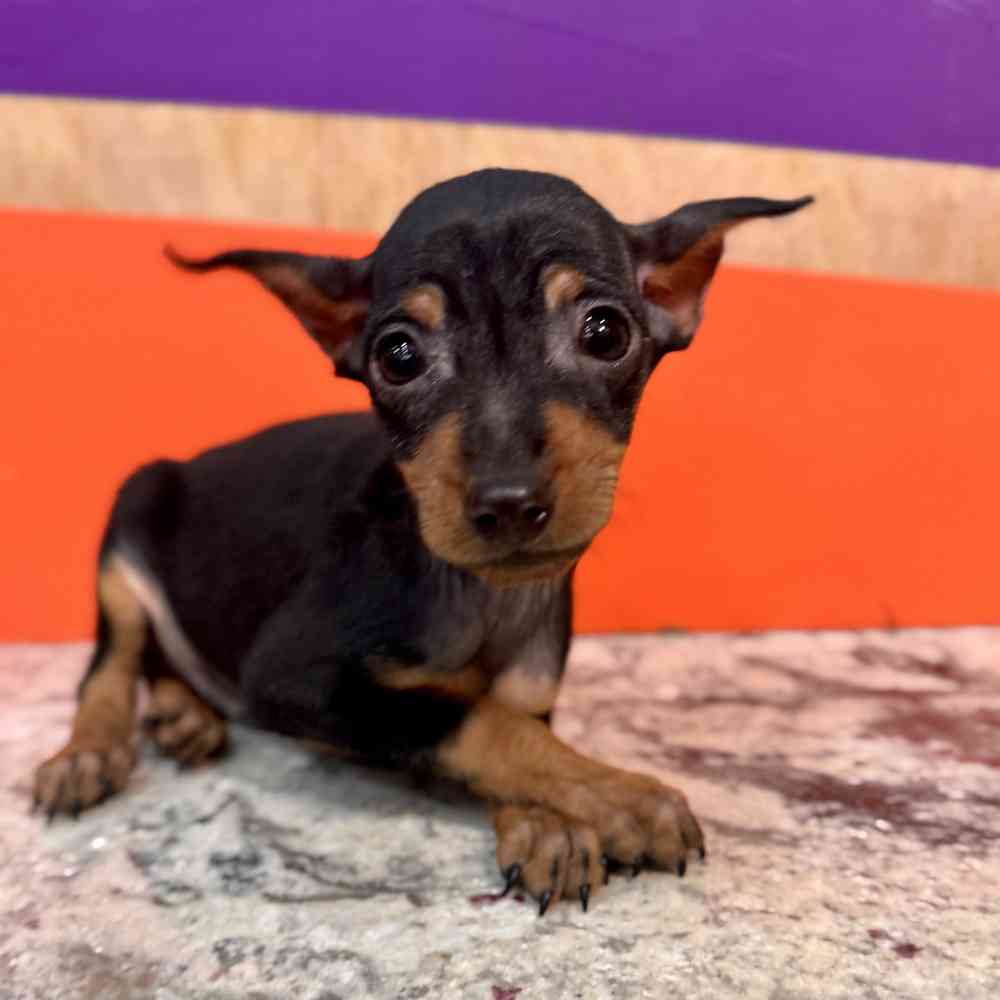 carousel pet images