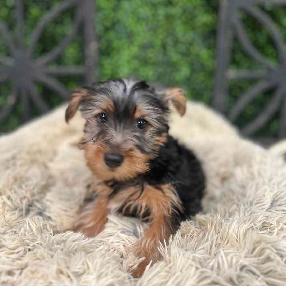 Male Yorkie Puppy for Sale in Rogers, AR