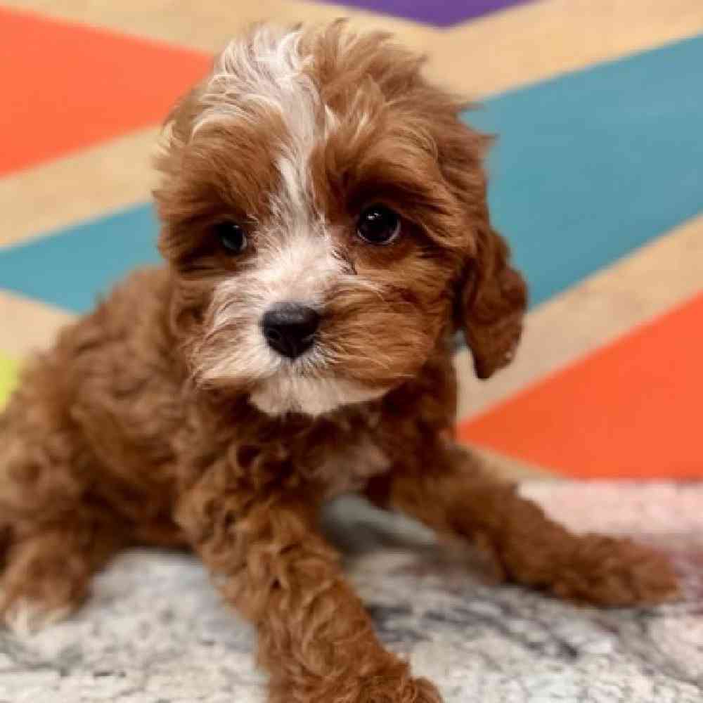carousel pet images