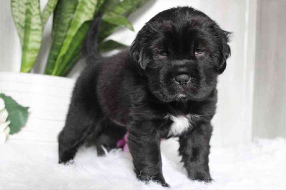 pet breed image