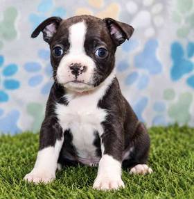 Boston Terrier