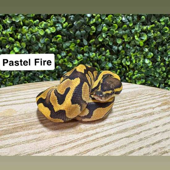 Ball Python