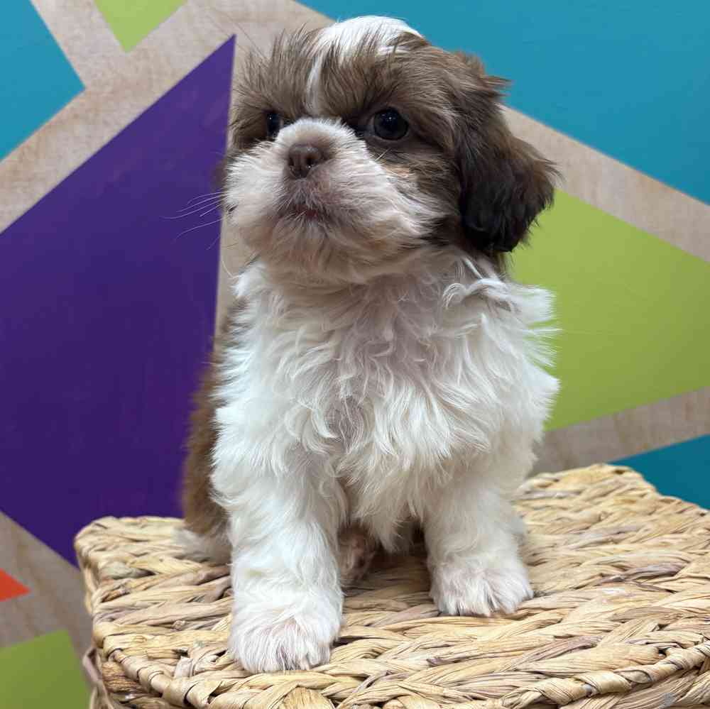carousel pet images