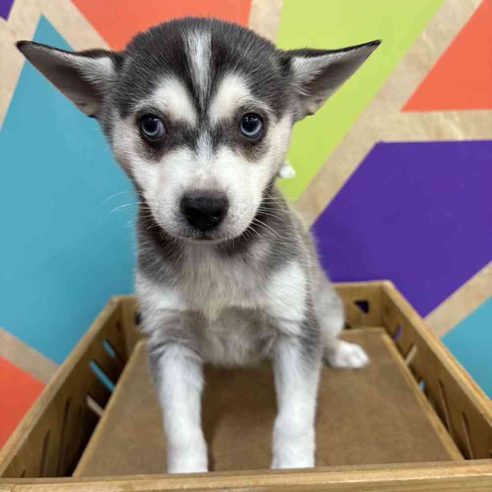 carousel pet images