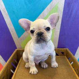 French Bulldog