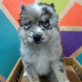 Pomsky