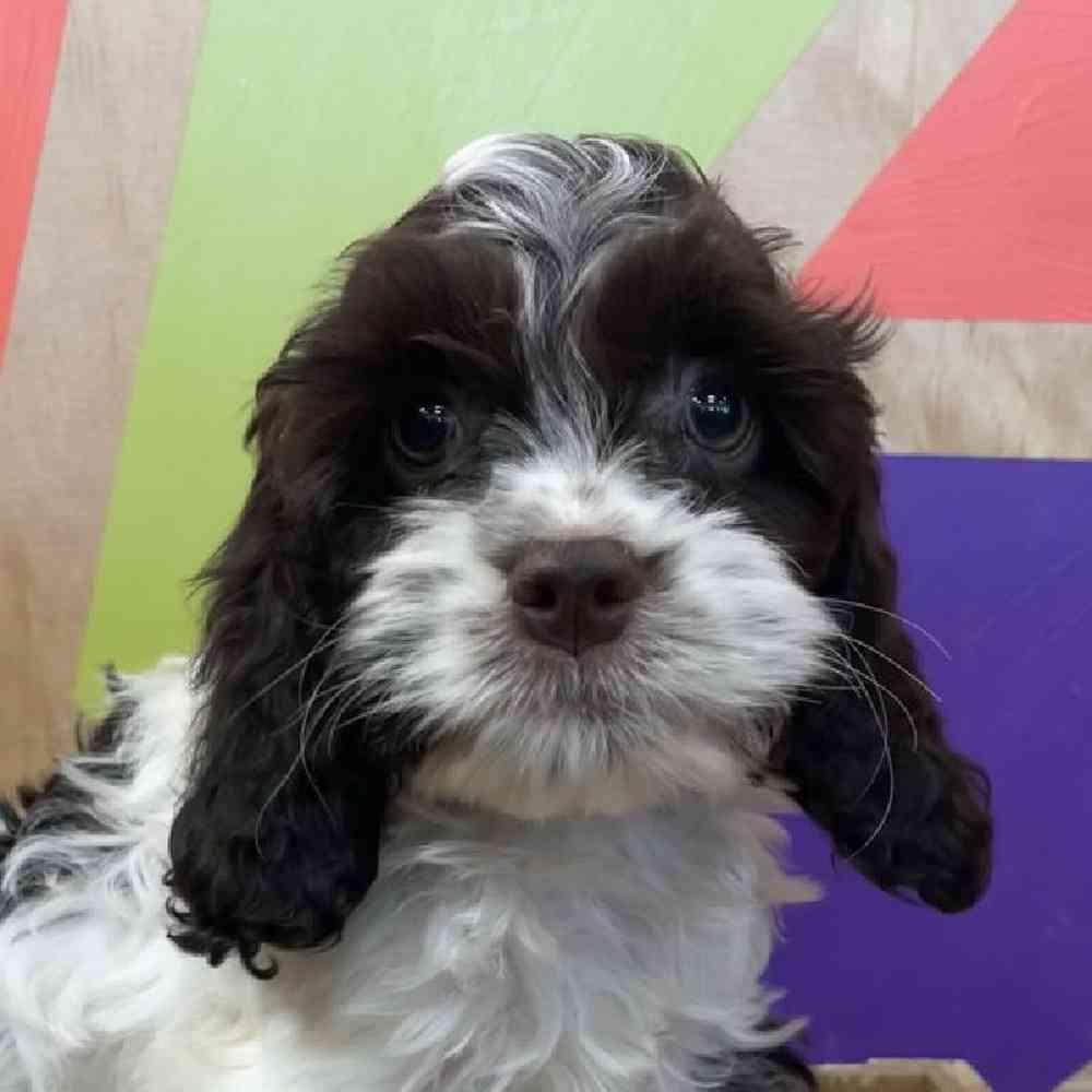 carousel pet images