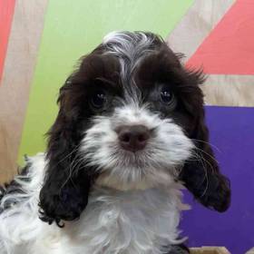 Cockapoo