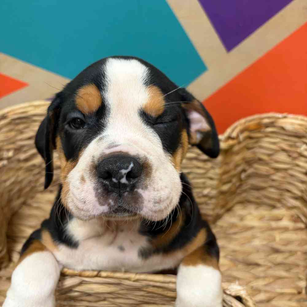 carousel pet images