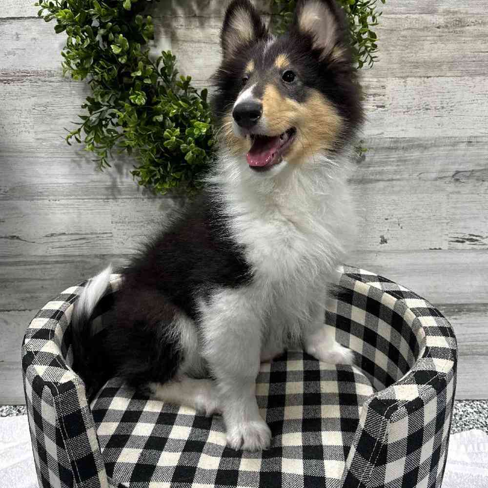 Female Collie Puppy for Sale in Rogers, AR