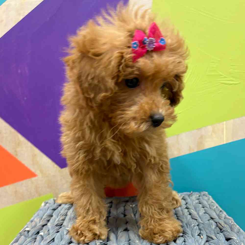 carousel pet images