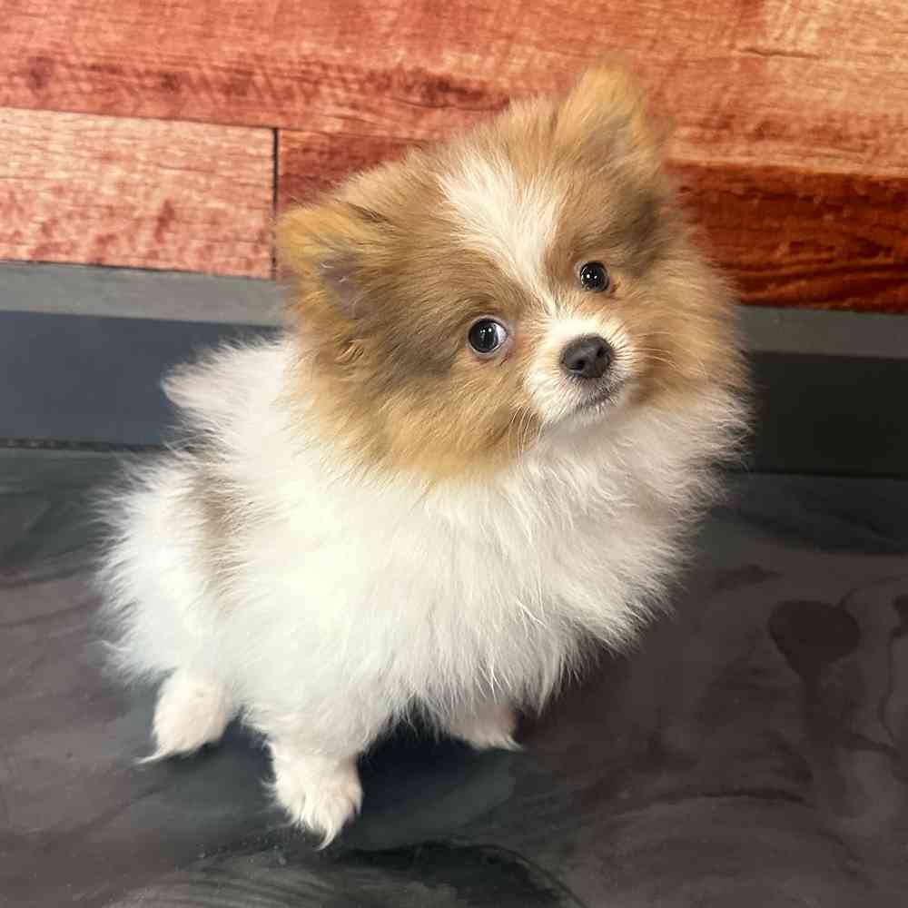 Image of a pet breed in the gallery