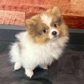 Pomeranian