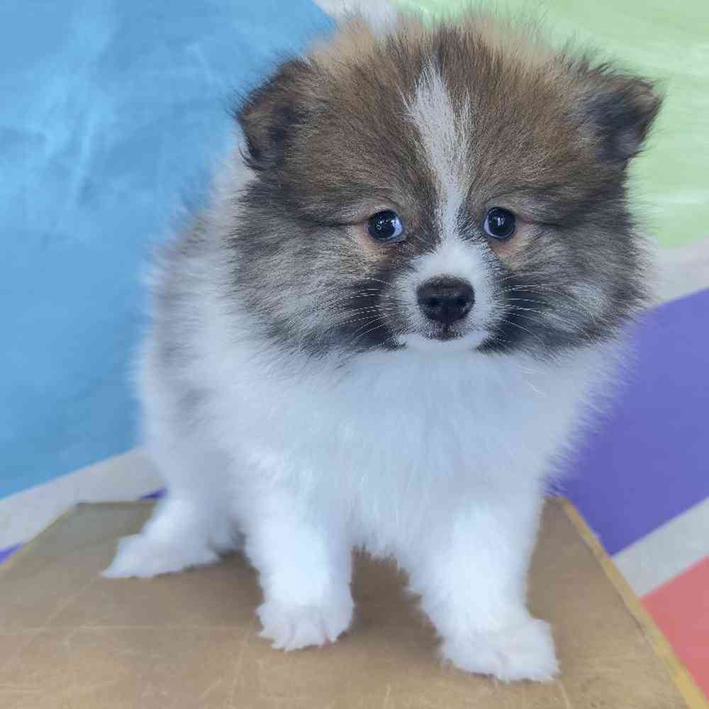 carousel pet images