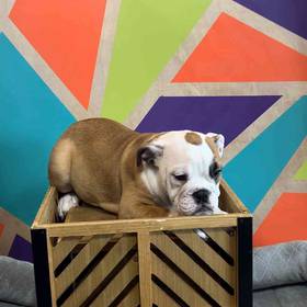 Victorian Bulldog