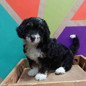 Mini Bernedoodle