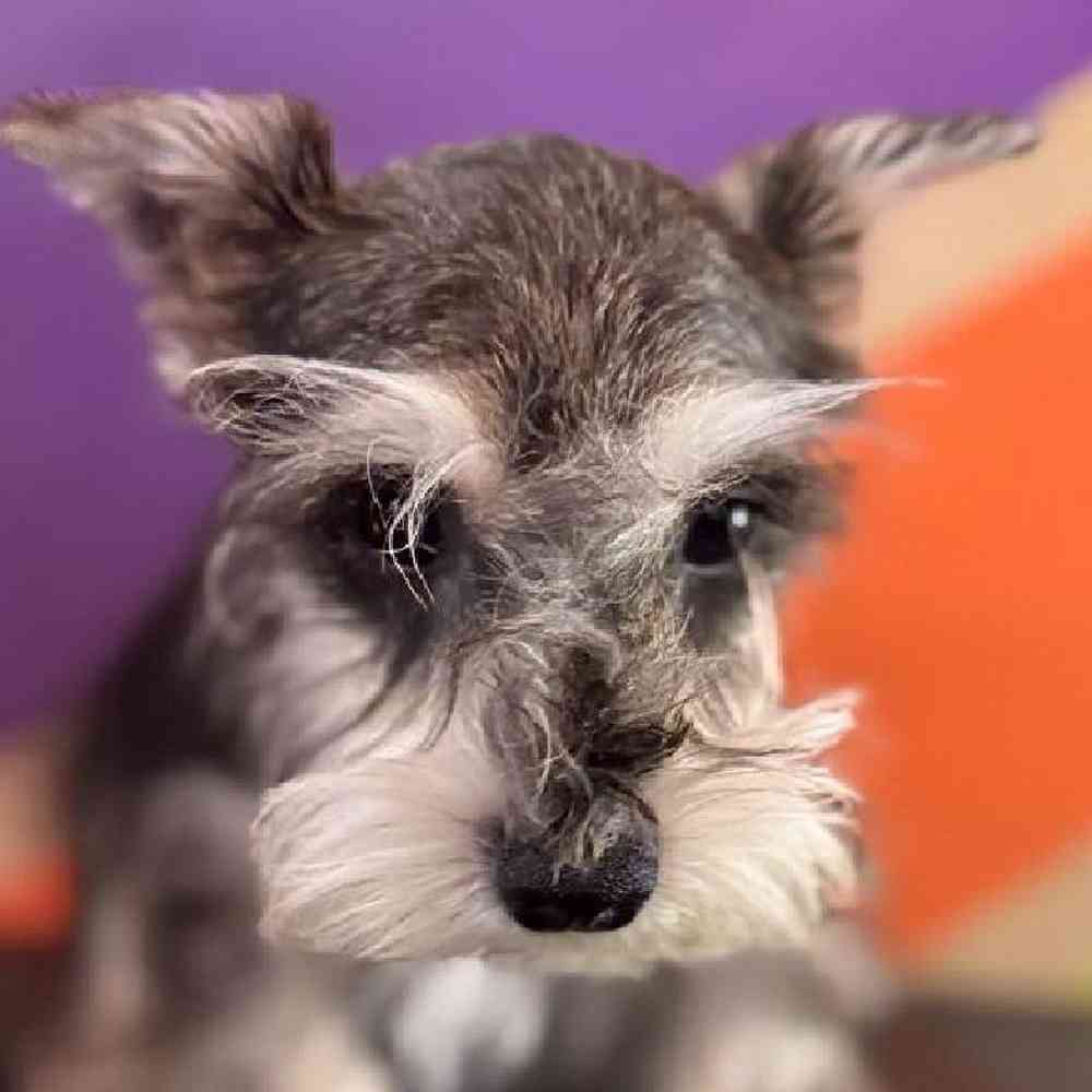 pet breed image