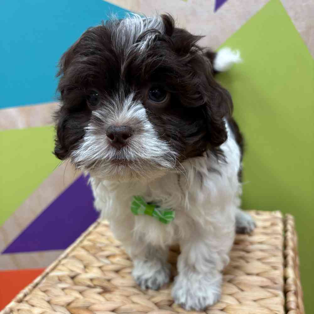carousel pet images