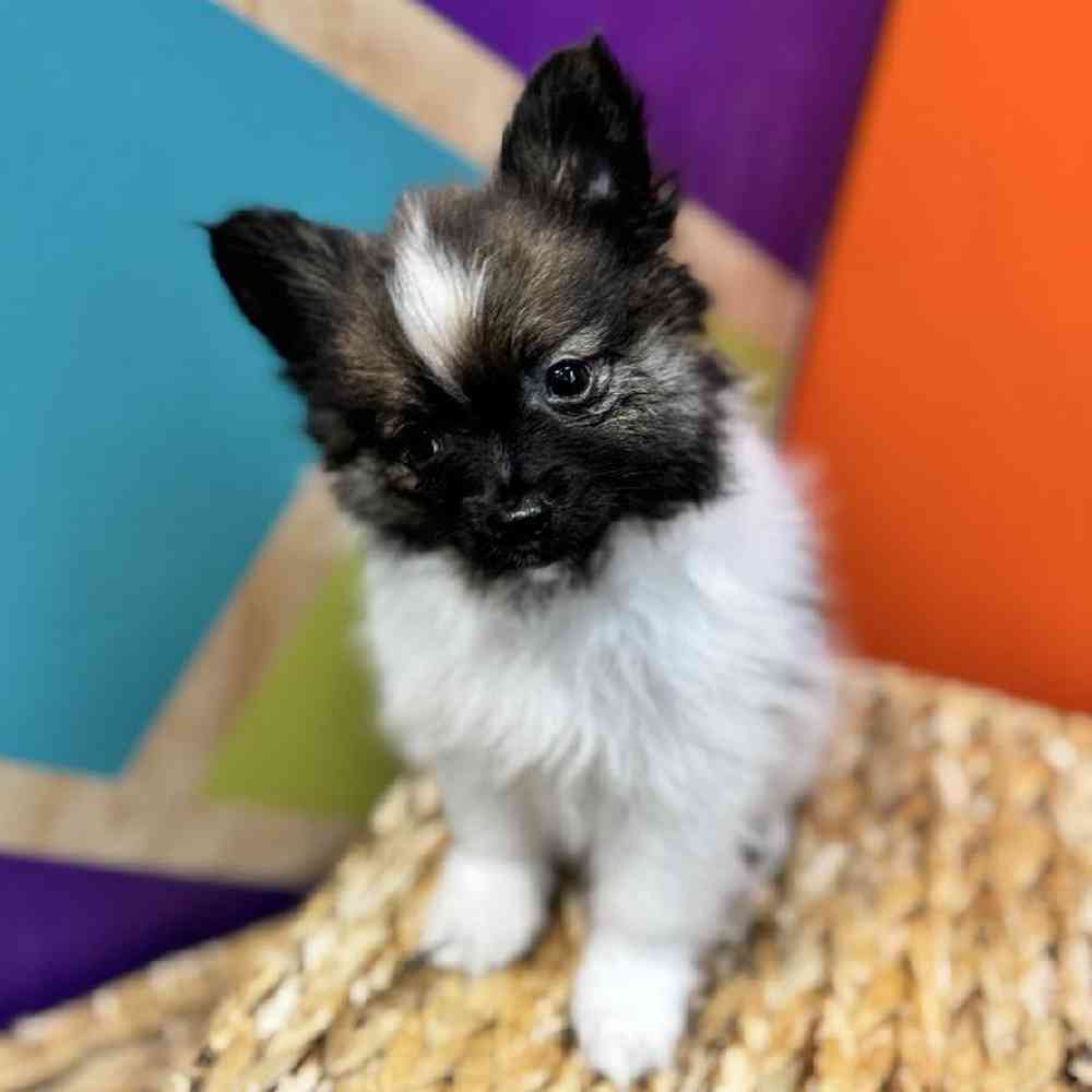 carousel pet images