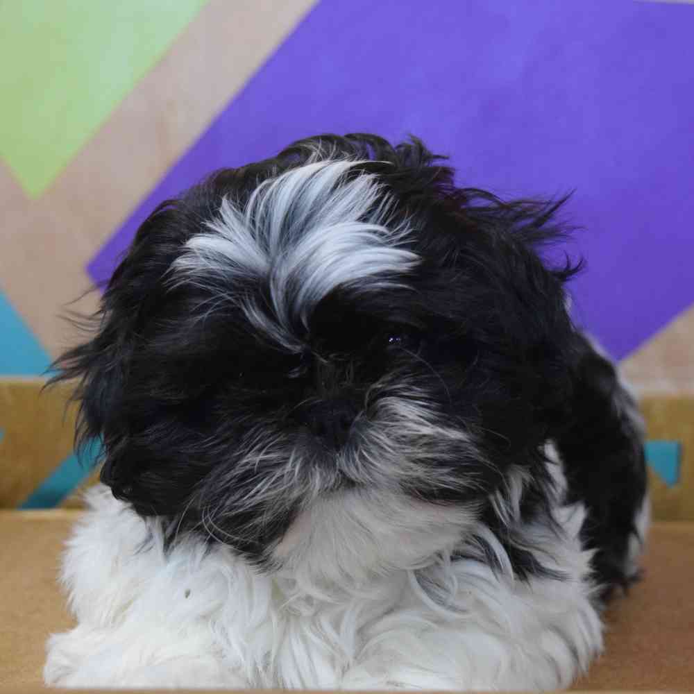 carousel pet images