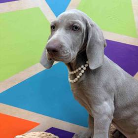 Weimaraner