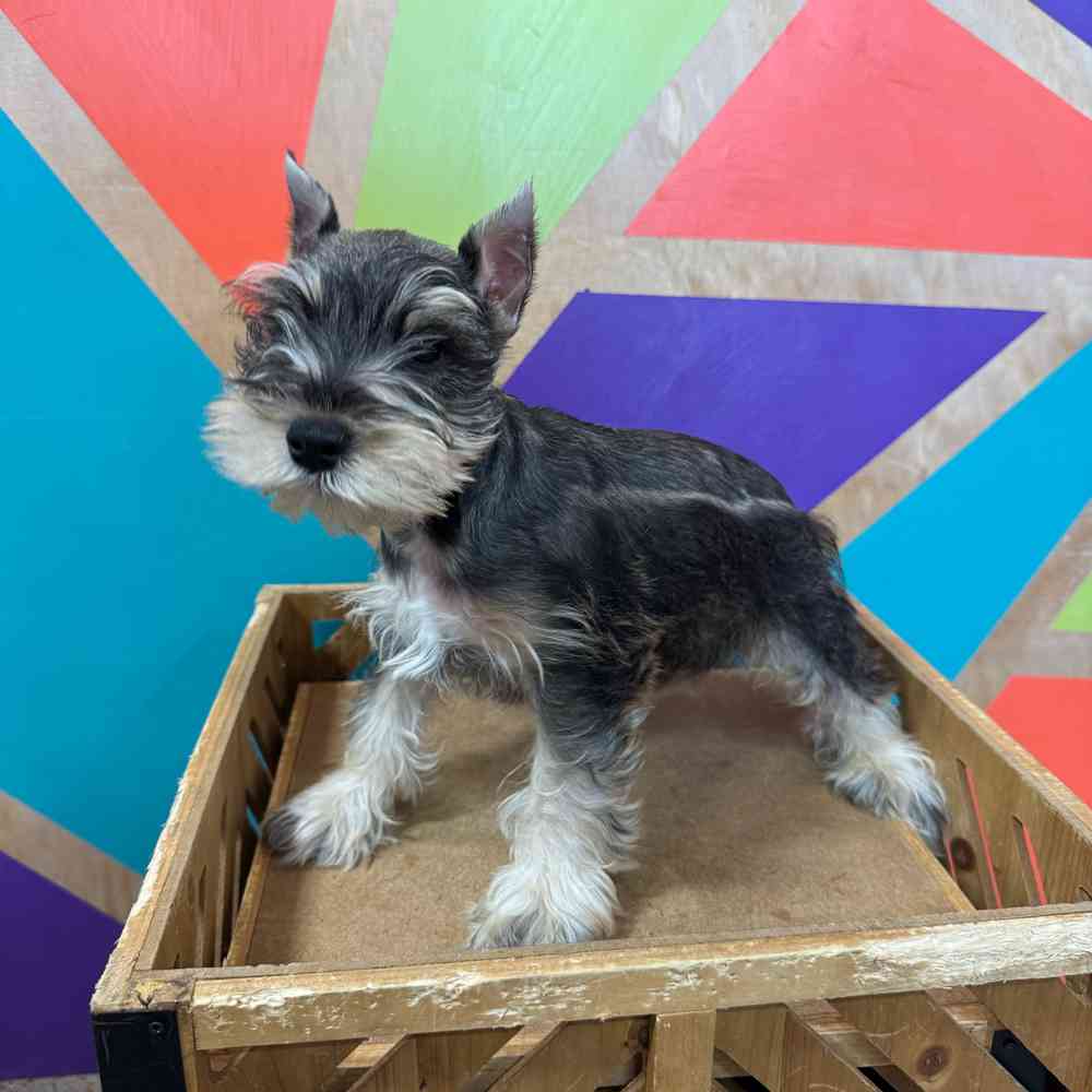 carousel pet images