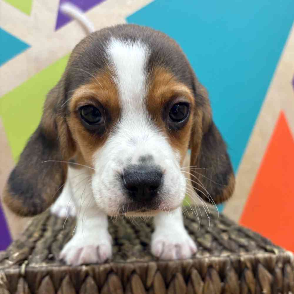 carousel pet images