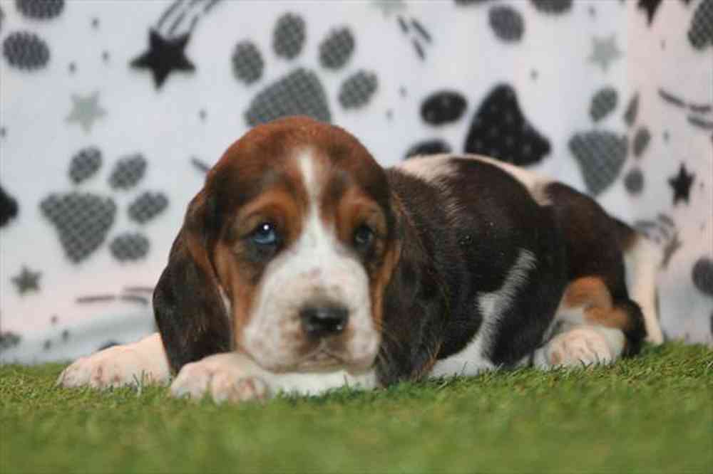 carousel pet images